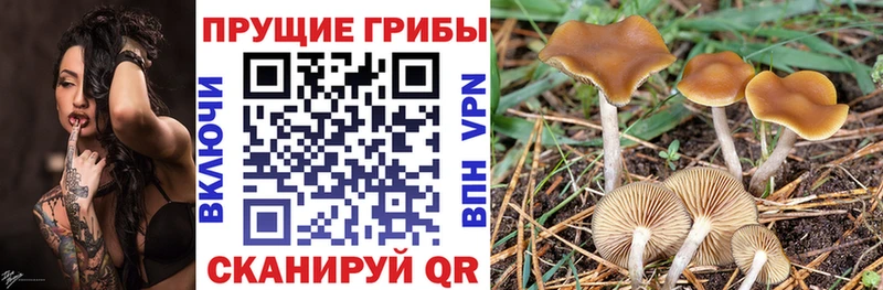 Галлюциногенные грибы мицелий  наркотики  Новоалтайск 